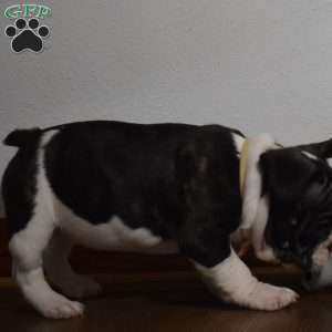 Twilight, French Bulldog Mix Puppy